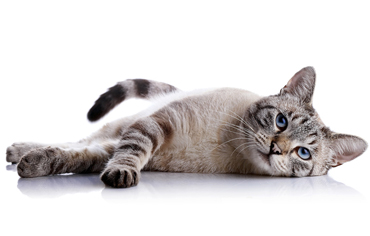 Komplettpflege der Katze