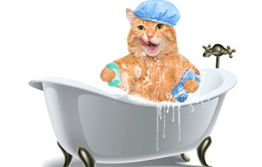 Katzendusche